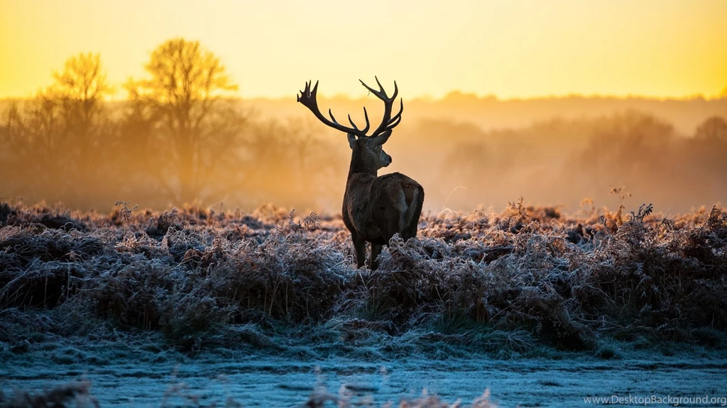 1920x1080 Deer Morning Sunrise Wallpapers