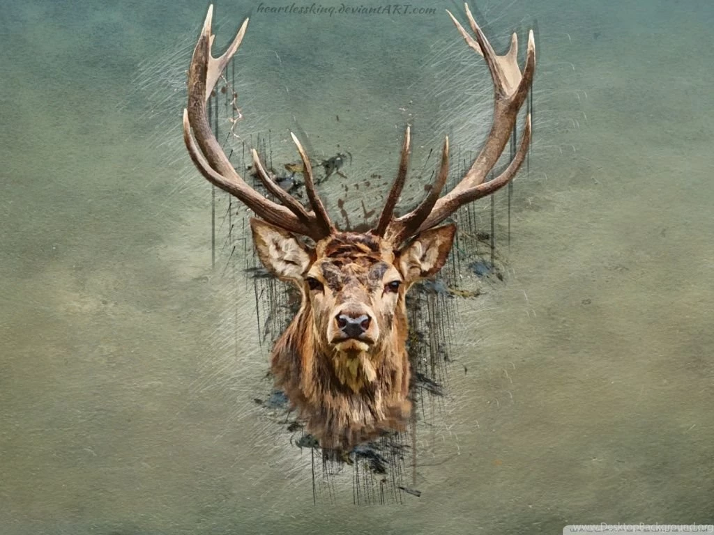 DEER HD Desktop Wallpapers : Widescreen : High Definition ...