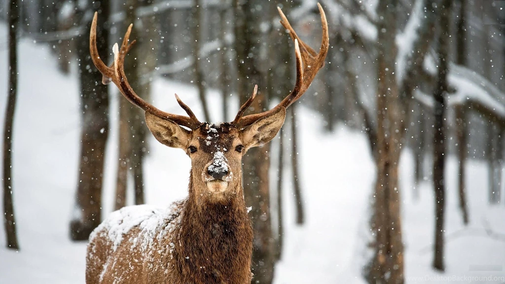 HD Quality Deer Snow Wallpapers High Resolution SiWallpapers 24431