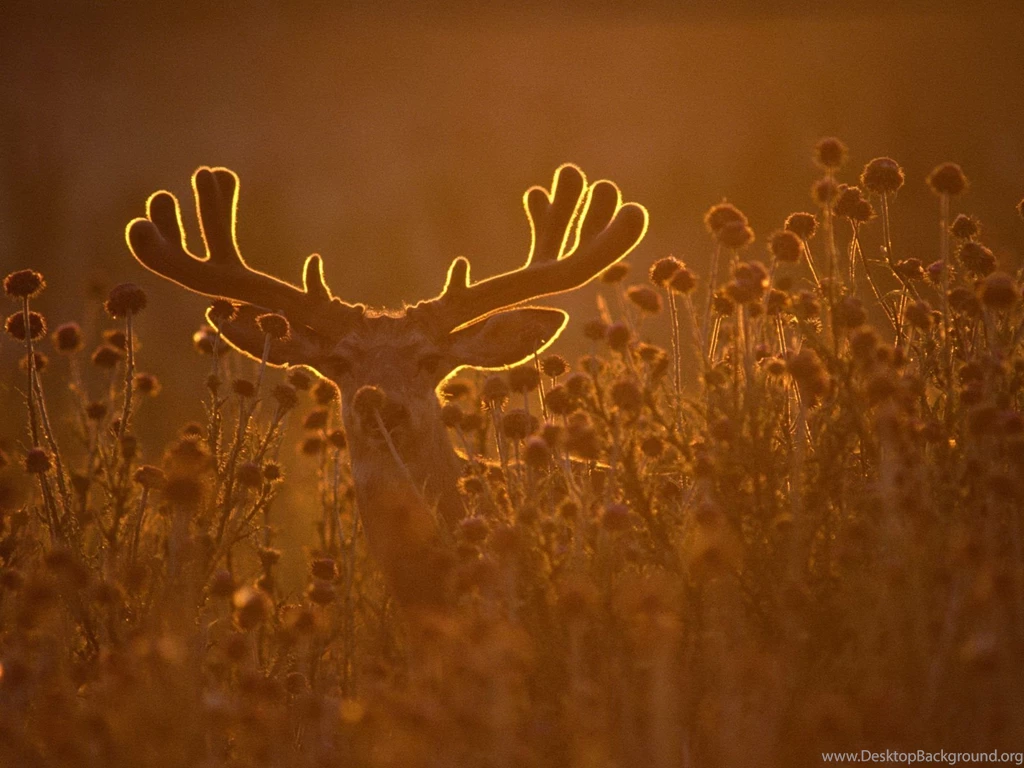 Deer Wallpapers Murals