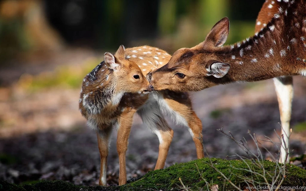 Deer baby cool wallpaper.jpg