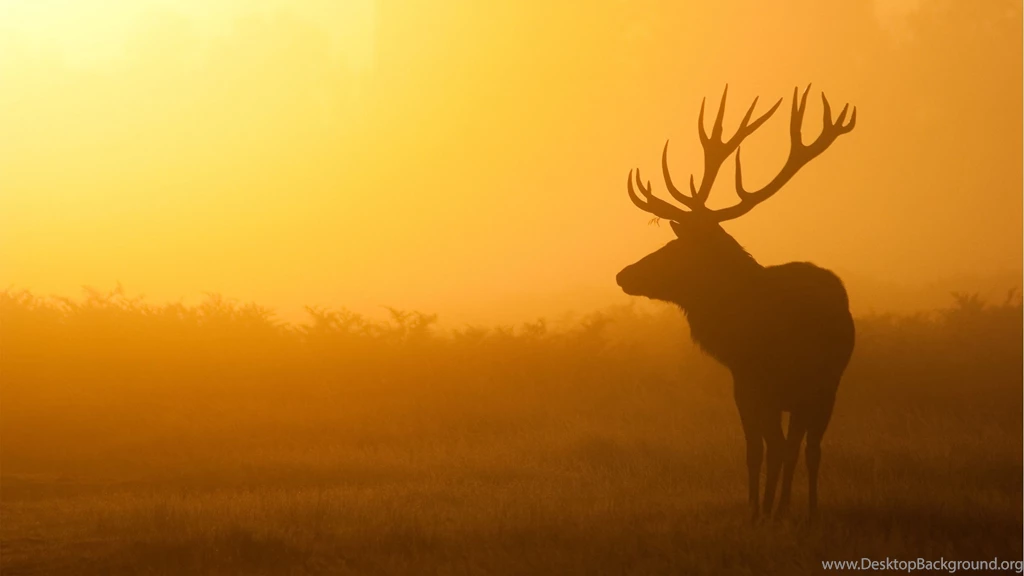 Download Wallpapers 3840x2160 Deer, Sunrise, Mist, Shadow 4K Ultra ...
