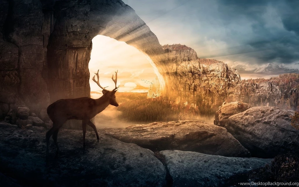 30 Mule Deer Wallpapers Pictures
