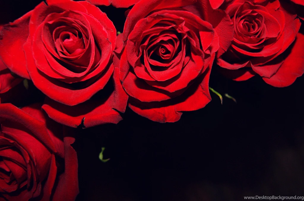 Red Flower Black Backgrounds