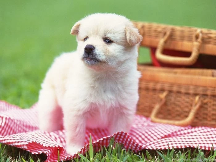 Puppy Dogs Baby Puppies Wallpapers Little Puppy Dog Wallpapers ...