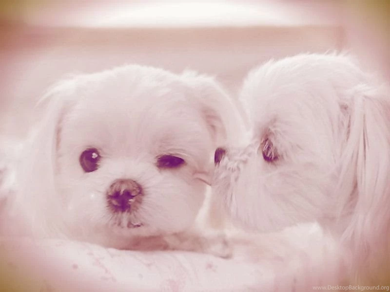 Puppie ~ Puppies Wallpapers (31599683) Fanpop