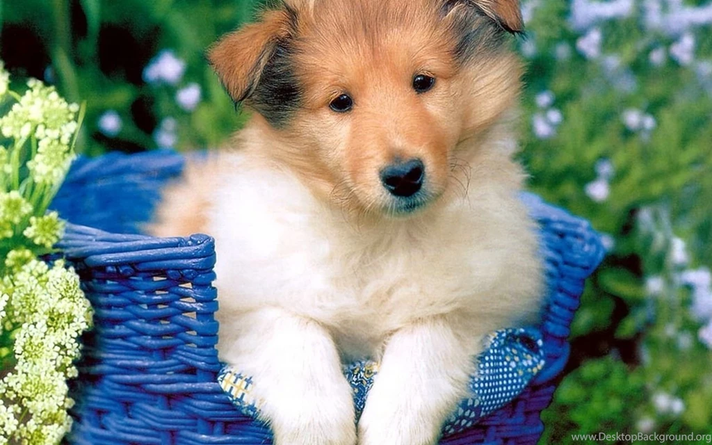 Cute Puppy Puppies Wallpapers (13379766) Fanpop