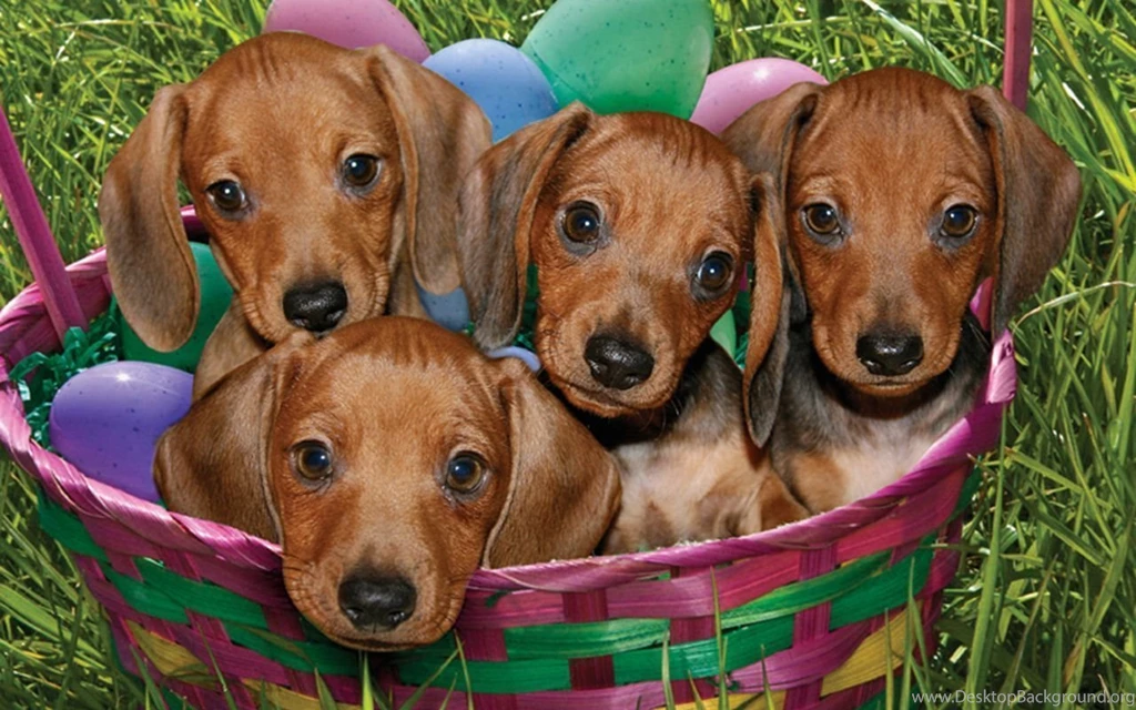 Cute Puppies Puppies Wallpapers (16094603) Fanpop