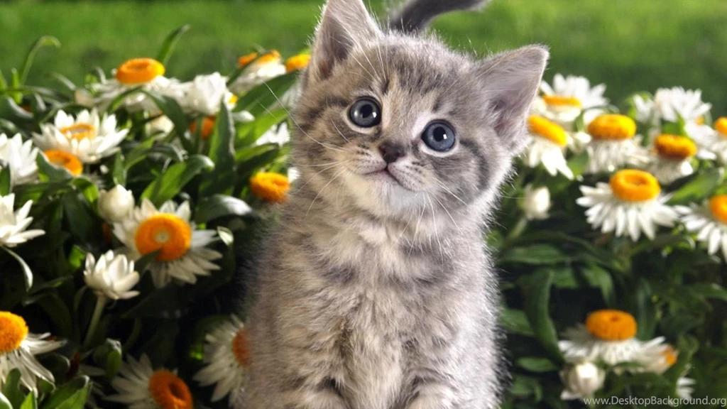 Cats