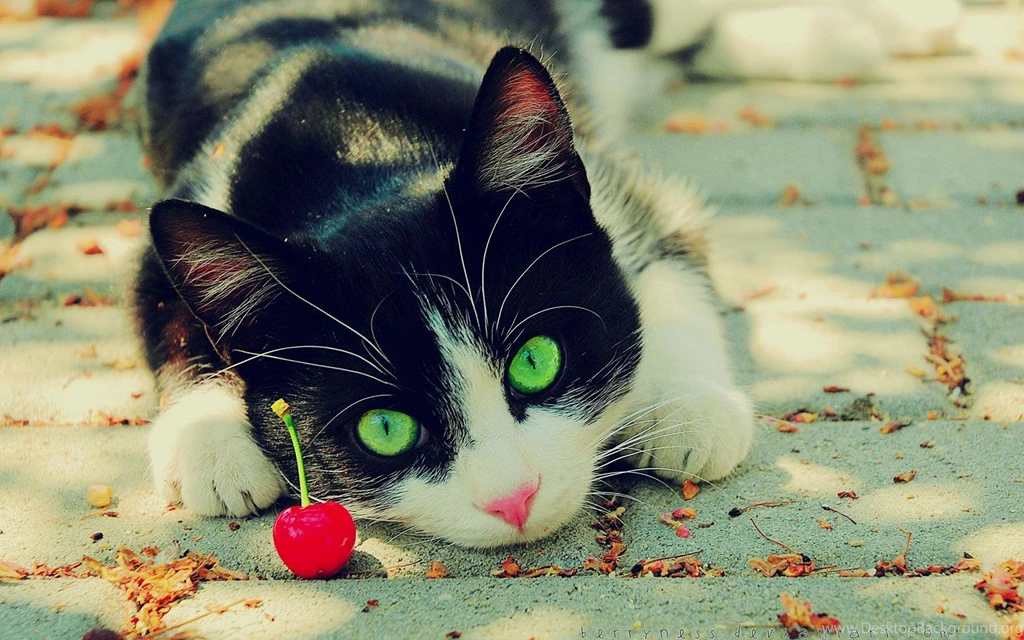 Kitties <3 Cats Wallpapers (34909583) Fanpop