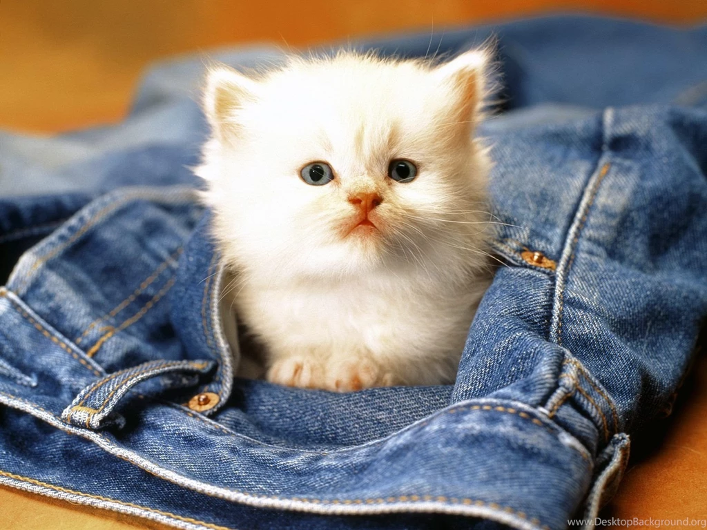 Cats In Tree Cute Cat Inside Basketball White Cat Wallpapers ...