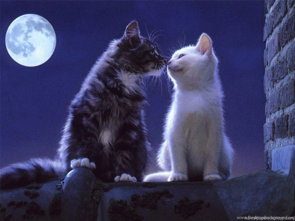 Free Cat Images Hi Res Wallpapers