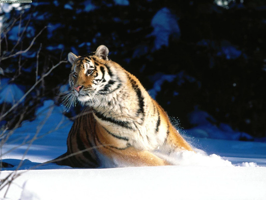 Cat Wallpapers Big Cats Wallpapers (9998140) Fanpop