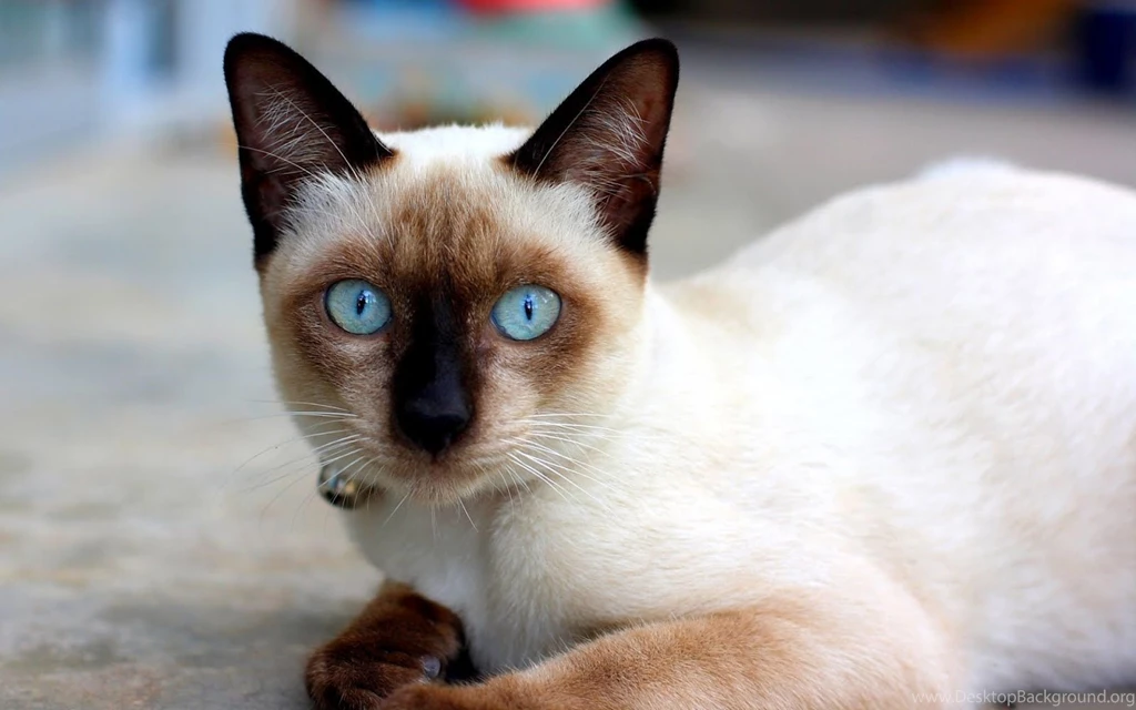Proxecto Gato: Cats Wallpapers By Bighdwallpapers