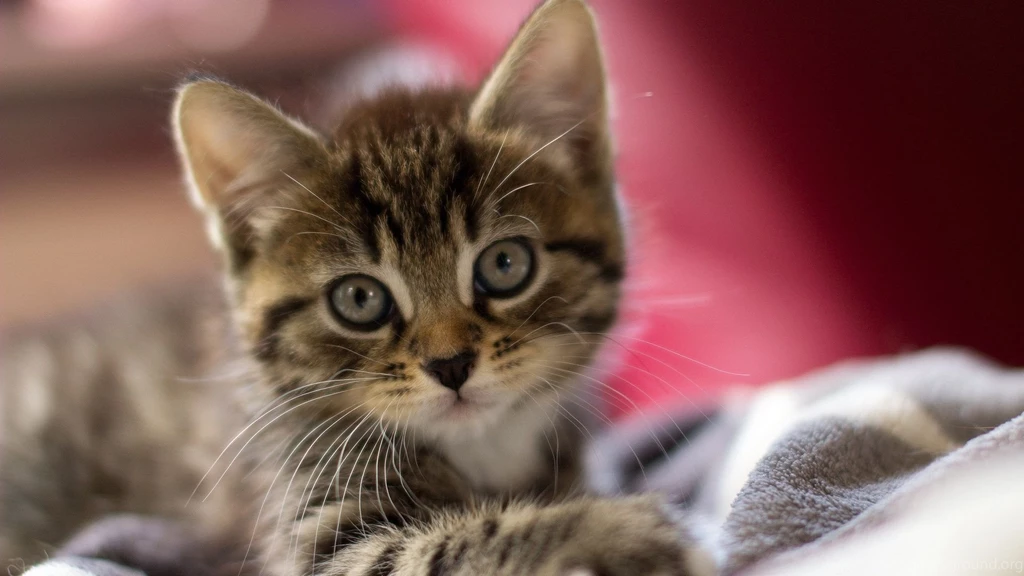 Cute Kittens Wallpapers Hd Wallpaper.