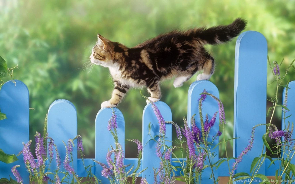 Kitten Wallpapers