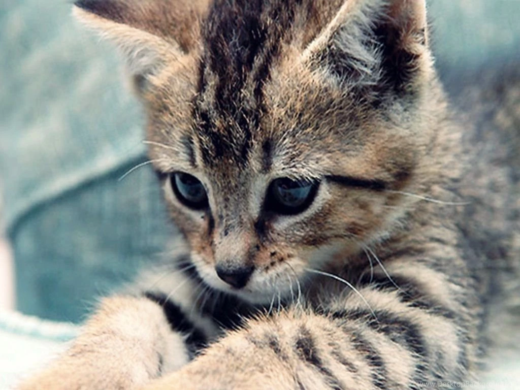 Cute Kitten Cute Kittens Wallpapers (18565723) Fanpop
