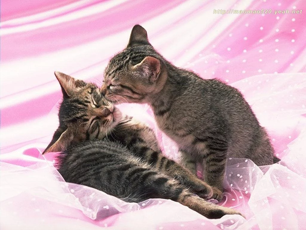 Cute Kitten Wallpapers Kittens Wallpapers (13939000) Fanpop