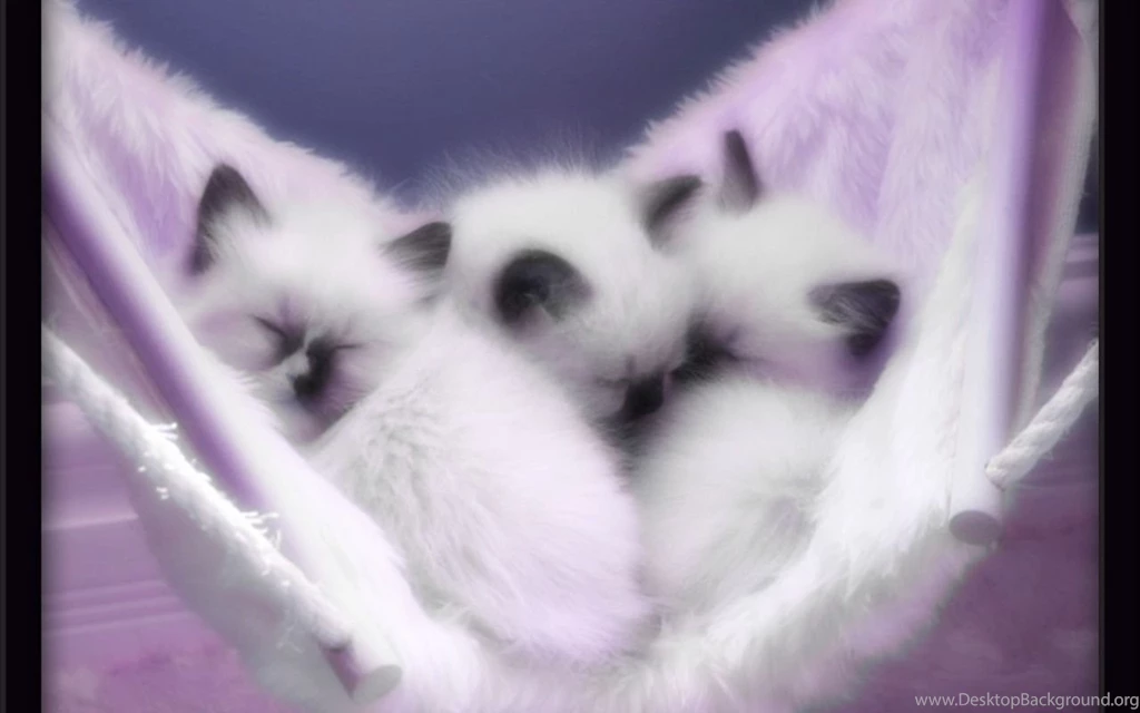 Wallpapers Cute Photos: Cute Kittens Wallpapers