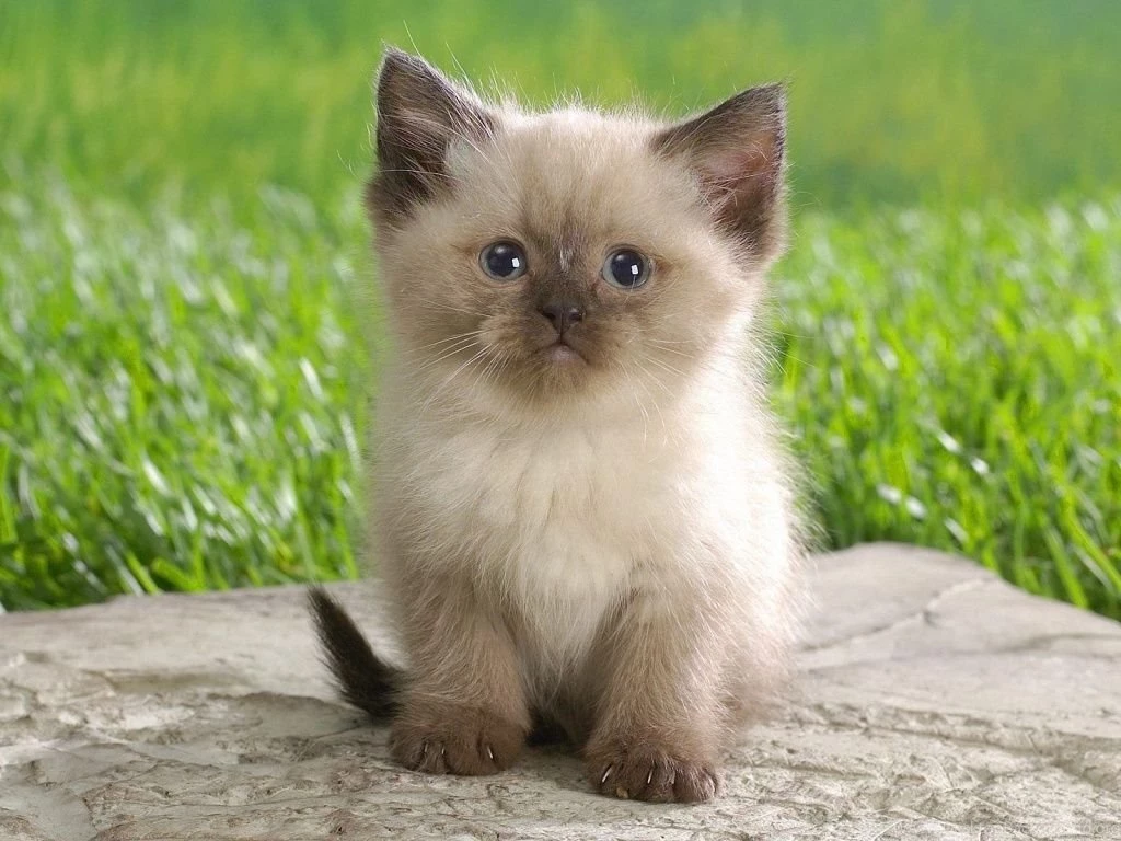 1024x768 Cute Himalayan Kitten Desktop PC And Mac Wallpapers