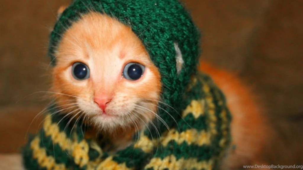 Cute Kittens Wallpapers Hd Wallpaper.