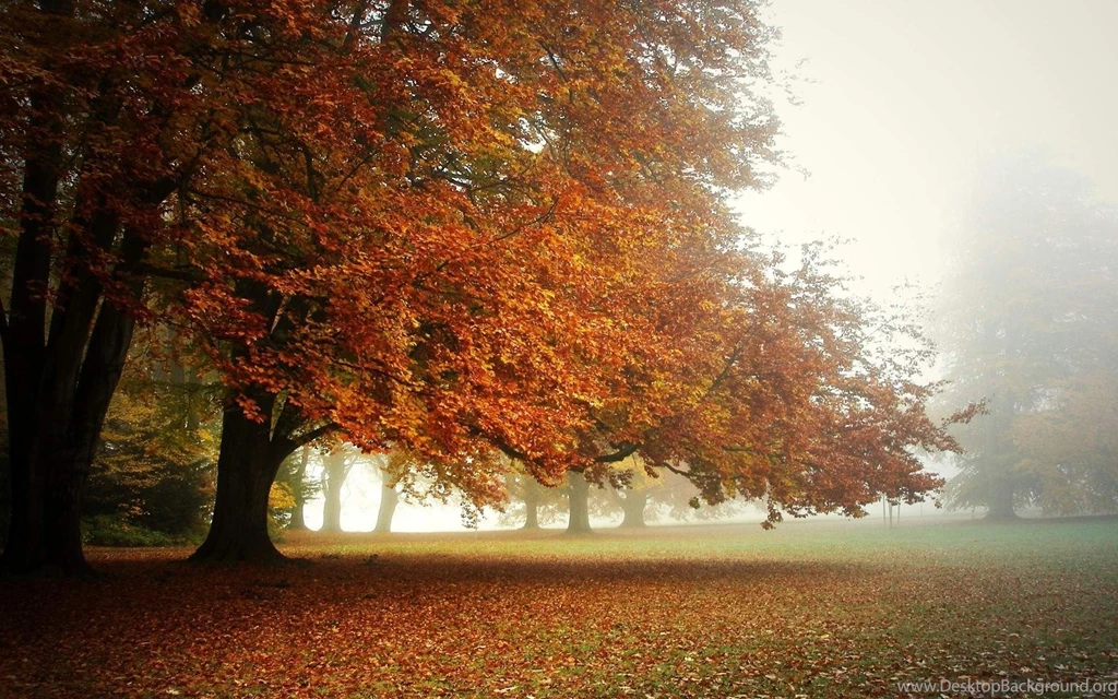 Fall Wallpapers Hd 1592514