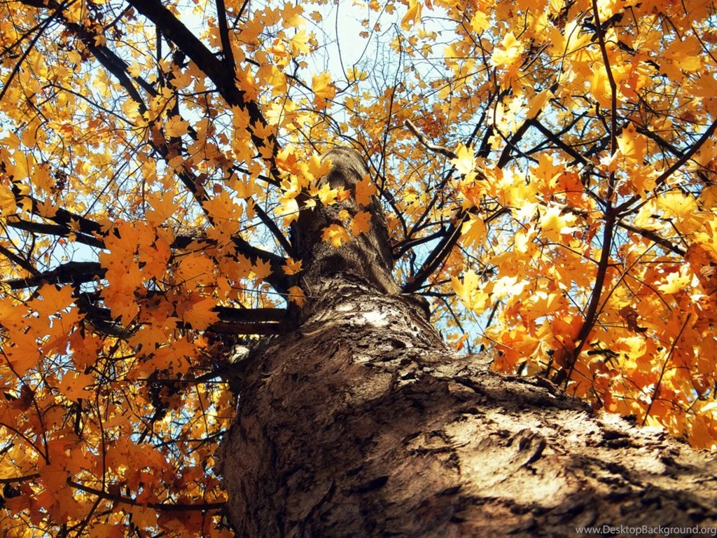 Fall Yellow Tree HD Wallpapers