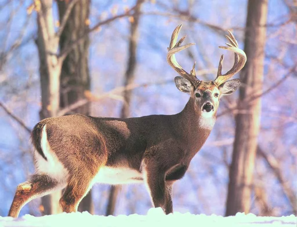 Whitetail Deer HD Wallpapers