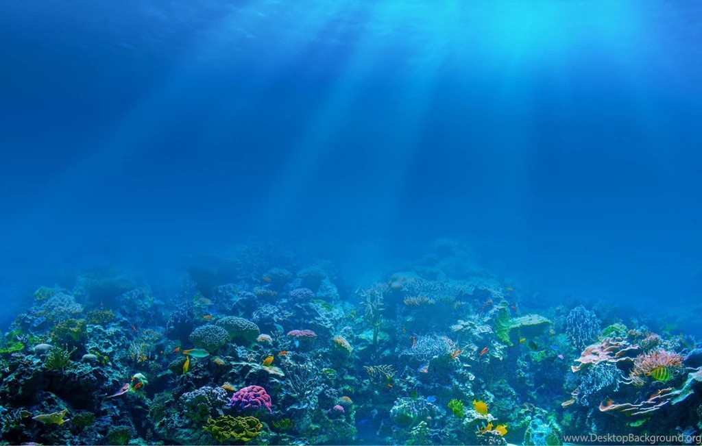 South Seas Adventures Fiji Dive Gallery Fiji Diving
