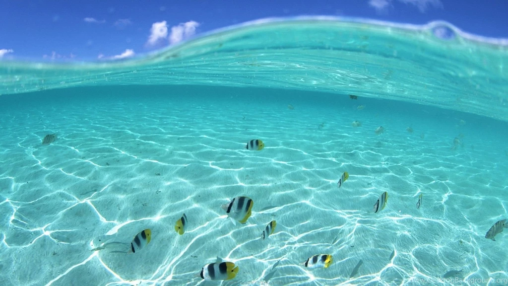 Nature Fish Hawaii Underwater Backgrounds Autumn 1080x1920 1528411
