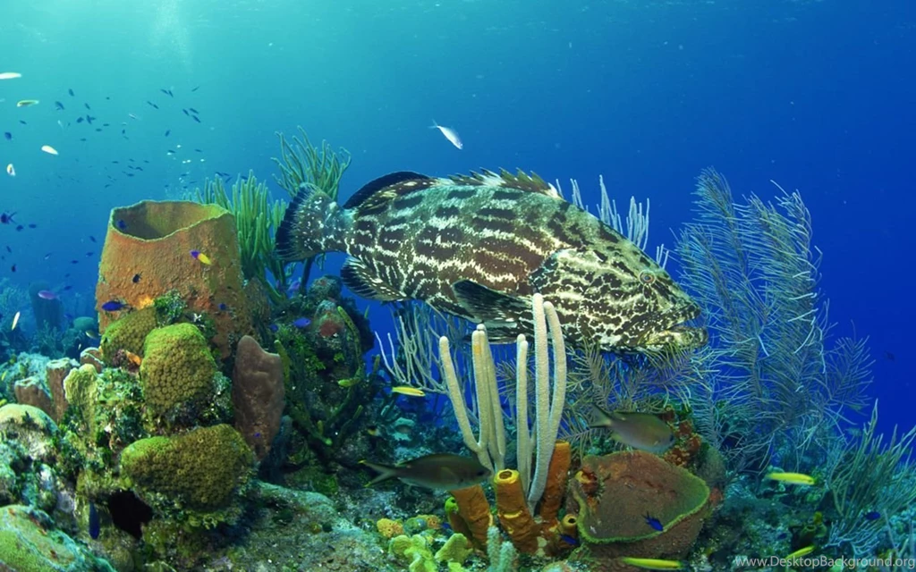 Underwater Backgrounds Wallpapers 117650
