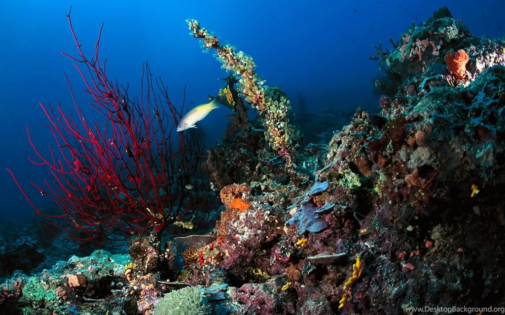 Underwater High Resolution Desktop Wallpapers, Page 6