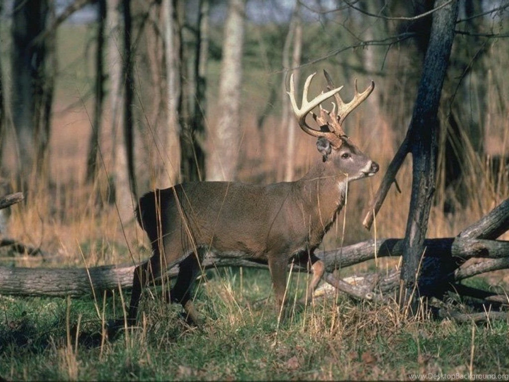 Deer animal desktop wallpapers hd cool.jpg