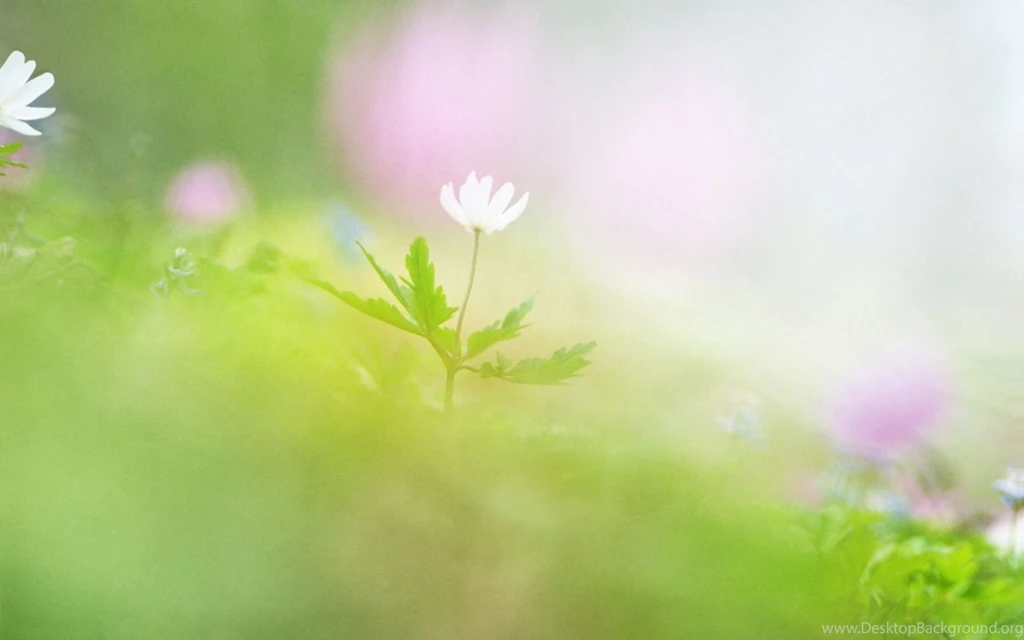 1920*1200 Soft Focus Romantic Sweet Flowers Photos 1920x1200 ...