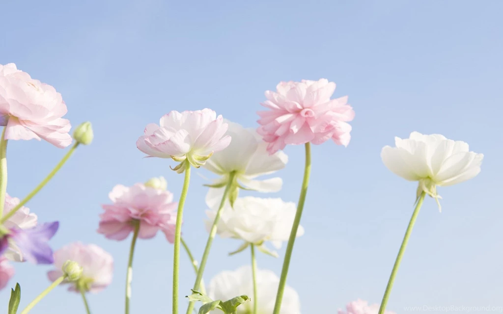 Soft Focus Flower Photography (Vol.03) : Pure Sweet Wideflowers ...