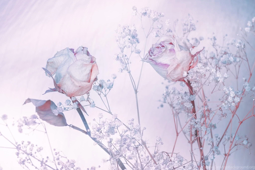 Roses Backgrounds Shades Of Blue Bokeh Rose Soft Wallpapers ...