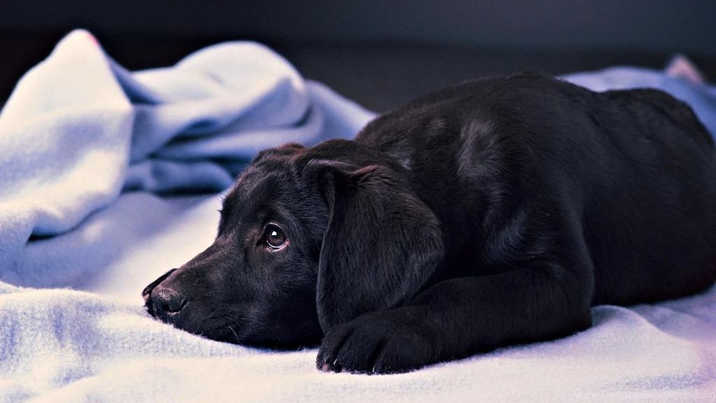Black Lab Puppy Wallpapers Imgwhoop PowerballForLife