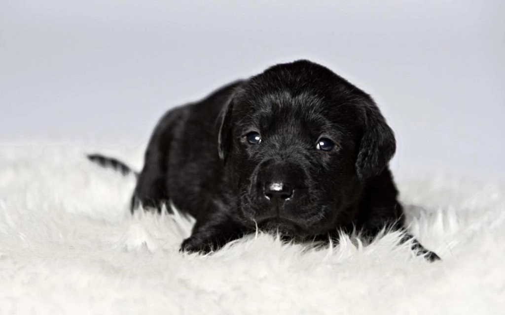 Adorable Black Lab Wallpapers