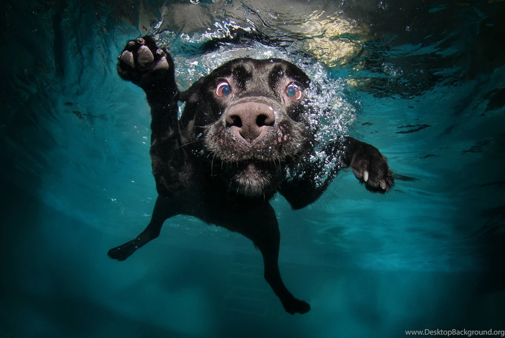 Black Lab Puppy Wallpapers Underwater.jpg