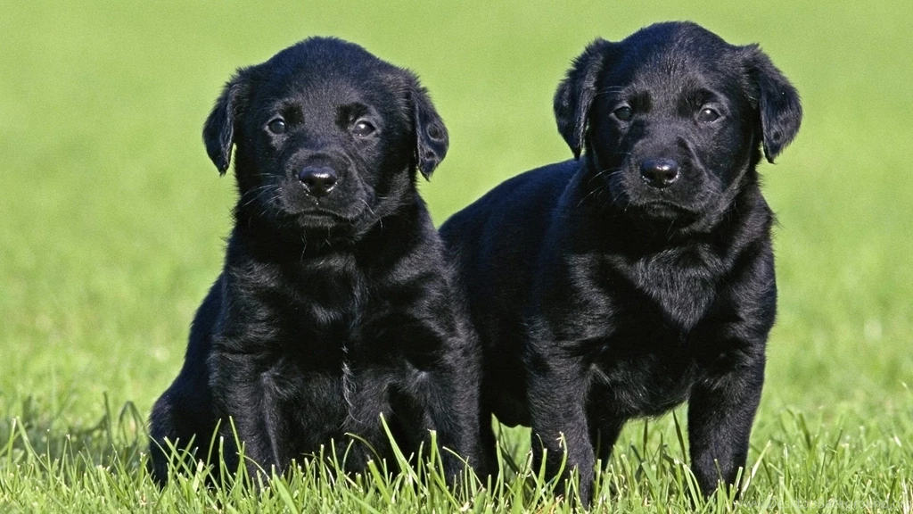 Labrador Retriever Wallpapers In HD Cute Lab