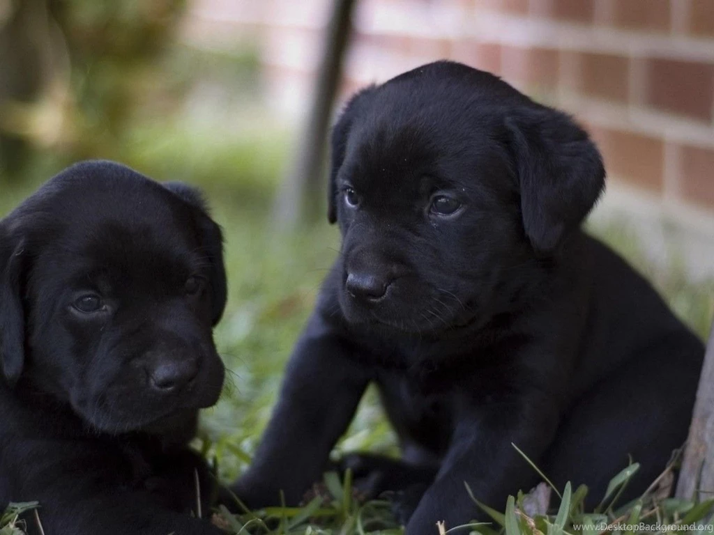 Black Labrador Retriever Puppies Wallpaper.