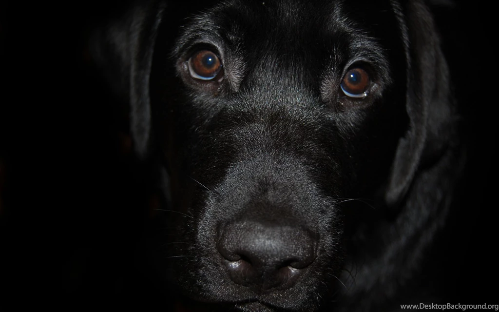 Labrador Wallpapers, Desktop Wallpapers » GoodWP.com