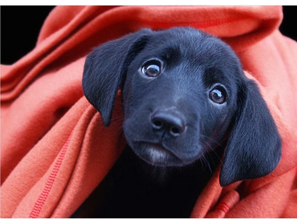 Black Lab Puppy Wallpapers 1152x864 232690