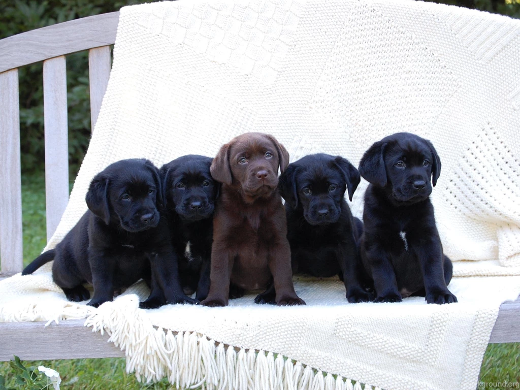 Black Puppy HD Wallpapers, Black Puppy Photos, New Wallpapers