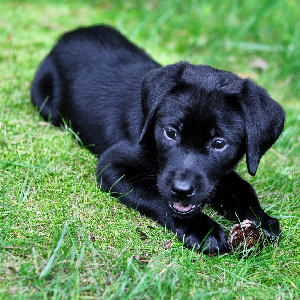 Animals: Black Labrador Dog