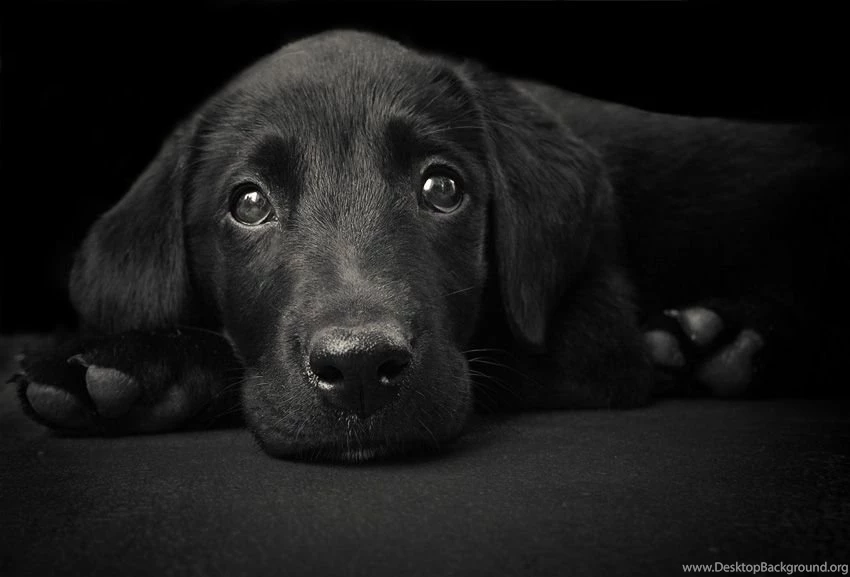 DeviantArt: More Like Black Lab By Emilyappelman
