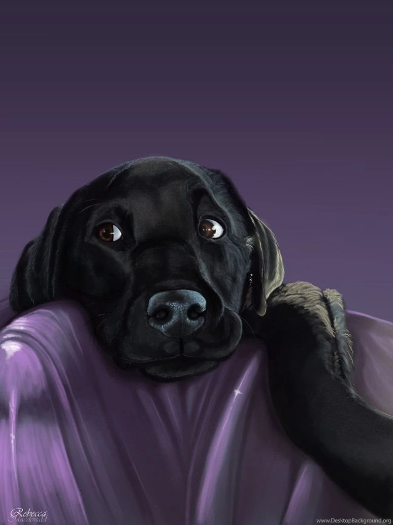 Black Lab Puppy By Petanimalia On DeviantArt