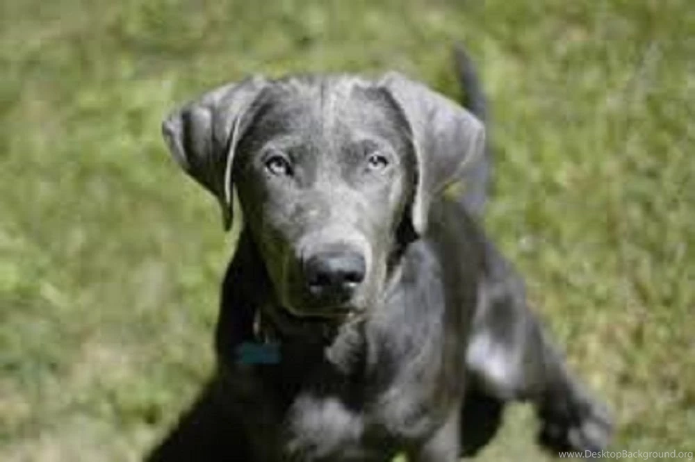 Black Lab Puppy Wallpapers HD sad face.jpg