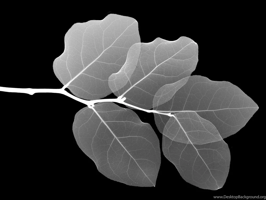 Black And White Wallpapers