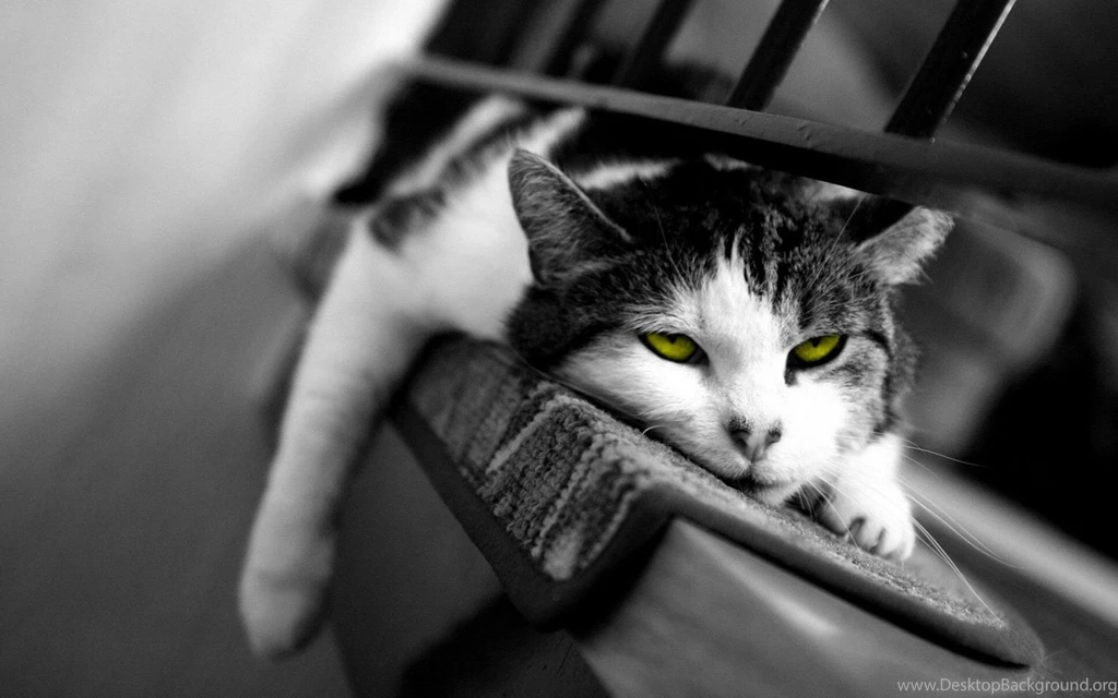 Beauty Black & White Wallpapers